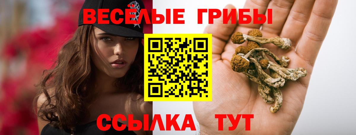 Сафоново  что такое   Вход с VPN  Галлюциногенные грибы Psilocybe 